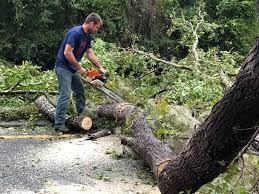 Professional Tree Services in Pottsboro, TX