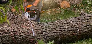 Best Tree Mulching  in Pottsboro, TX