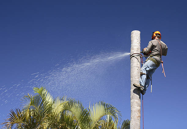 How Our Tree Care Process Works  in  Pottsboro, TX