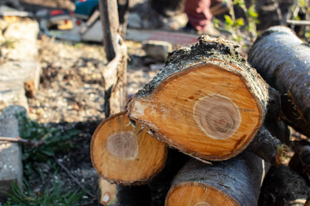 Best Storm Damage Tree Cleanup  in Pottsboro, TX